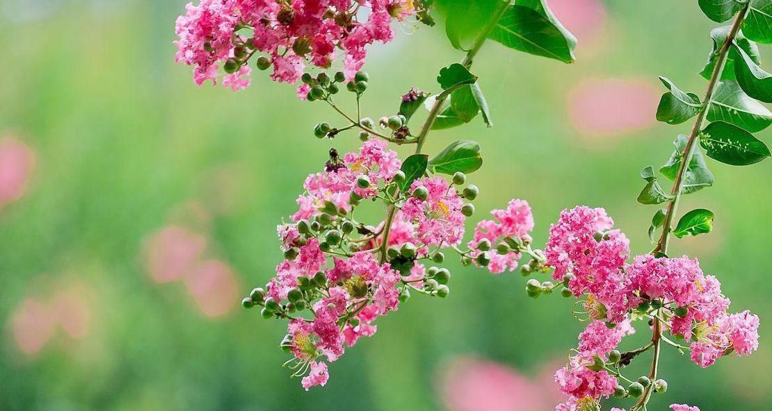 紫薇怎么养？紫薇花的养护方法和常见问题解答？