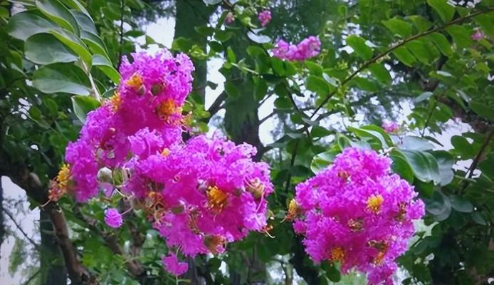 紫薇怎么养？紫薇花的养护方法和常见问题解答？