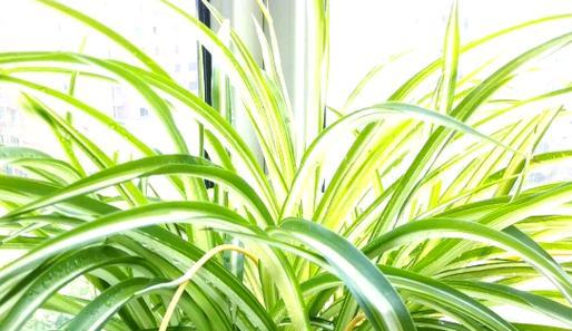 室内花草养护需要注意什么？有哪些室内花草适合新手？