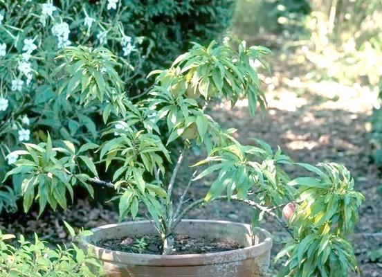 盆栽桃树的种植和养护技巧？