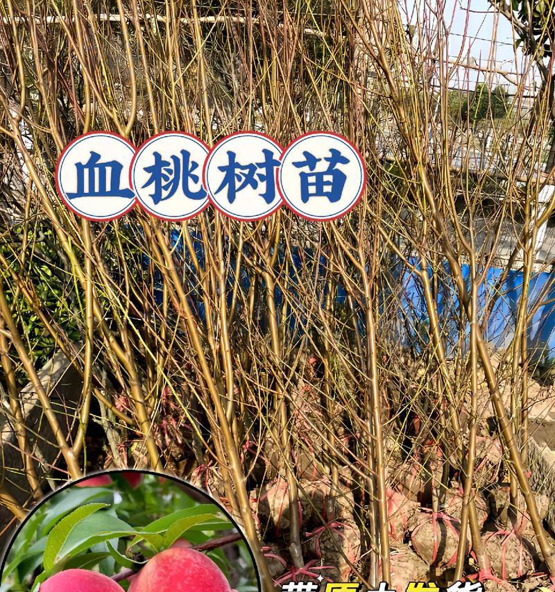 盆栽桃树的种植和养护技巧？