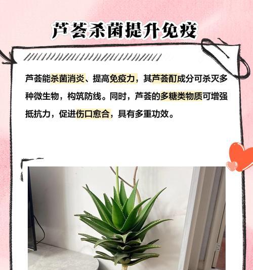 芦荟根部腐烂的处理方法是什么？如何恢复其健康？