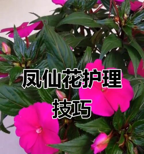 养花的秘诀和常见问题解答有哪些？