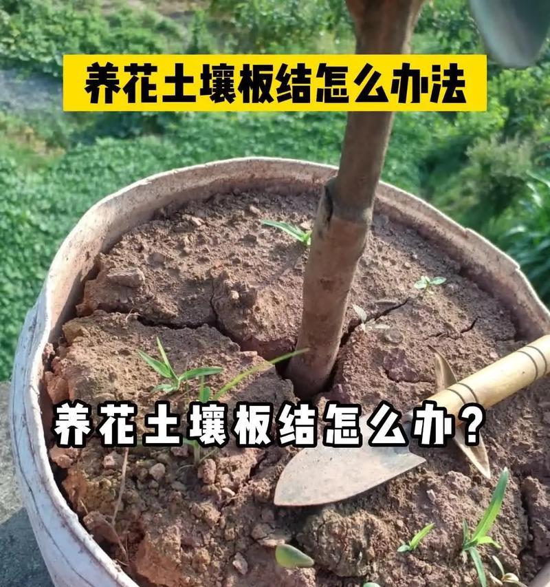 养花的秘诀和常见问题解答有哪些？