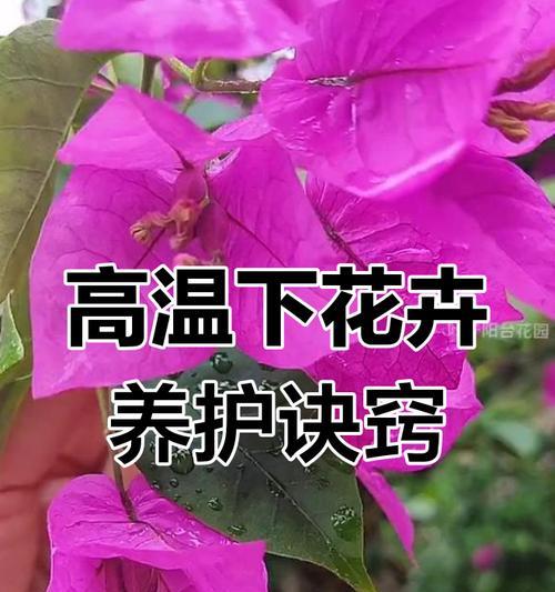 养花的秘诀和常见问题解答有哪些？