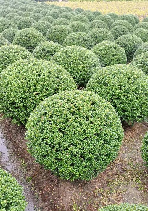 灌木品种大全包含哪些？灌木种植需要注意什么？