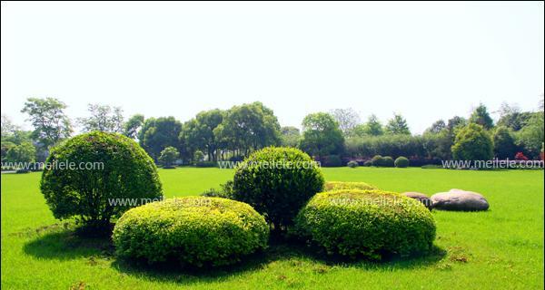 灌木品种大全包含哪些？灌木种植需要注意什么？