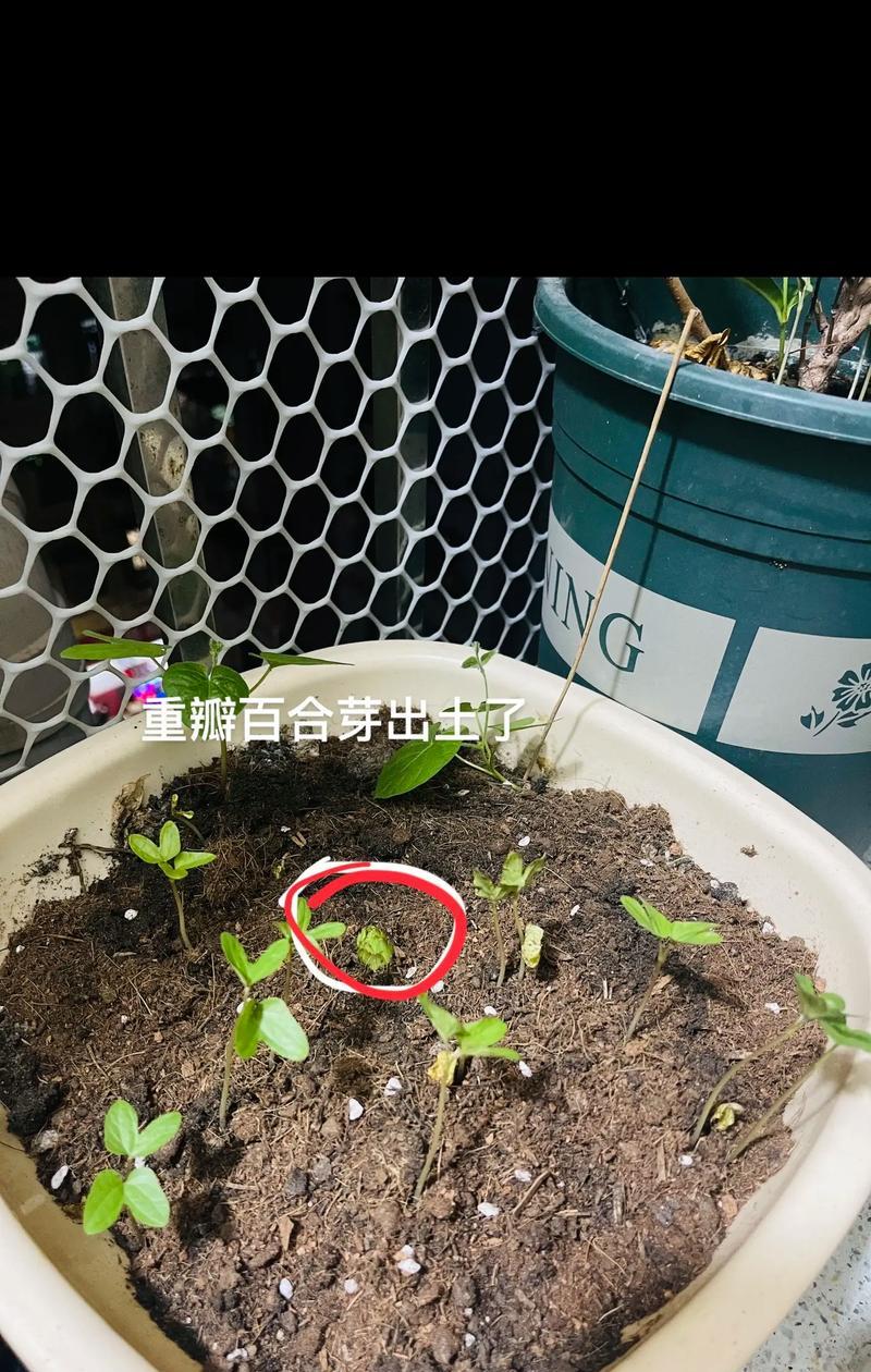 百合花烂根了怎么办？有效防治方法是什么？