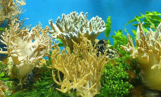 怎么养珊瑚？水族爱好者必知的珊瑚养护要点！