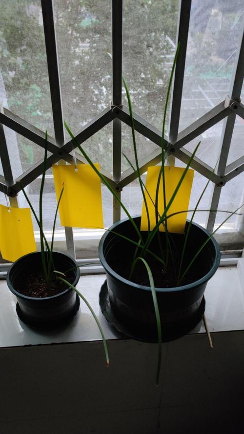 石蒜花种植方法有哪些？
