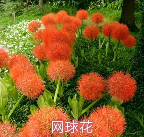 石蒜花种植方法有哪些？