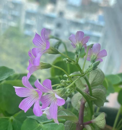 三叶草的花朵颜色是什么？