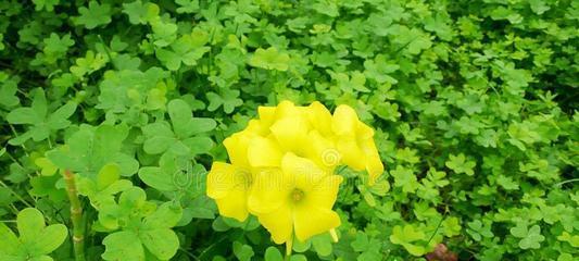 三叶草的花朵颜色是什么？