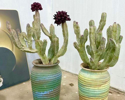 仙人类植物养护技巧有哪些？