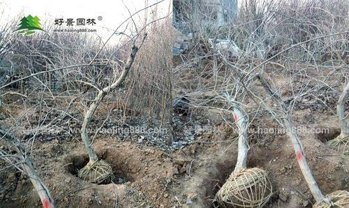 紫藤修剪的正确方法是什么？紫藤修剪需要注意什么？