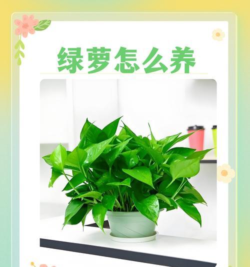 绿萝养殖过程中应该注意哪些问题？