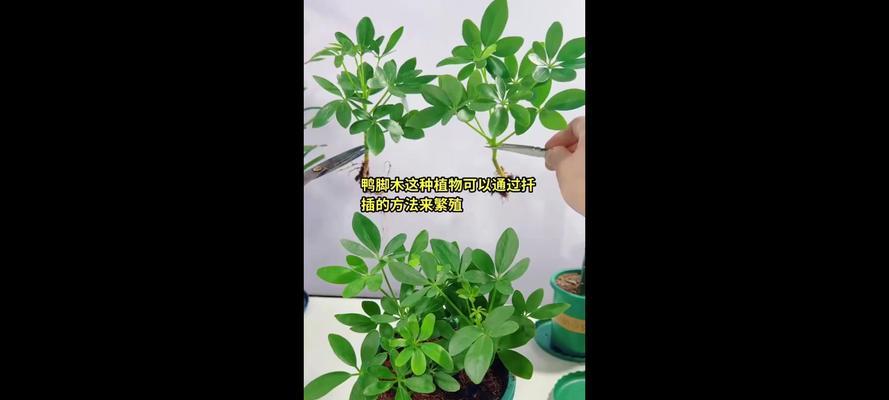 鸭掌木扦插的最佳时机和方法是什么？