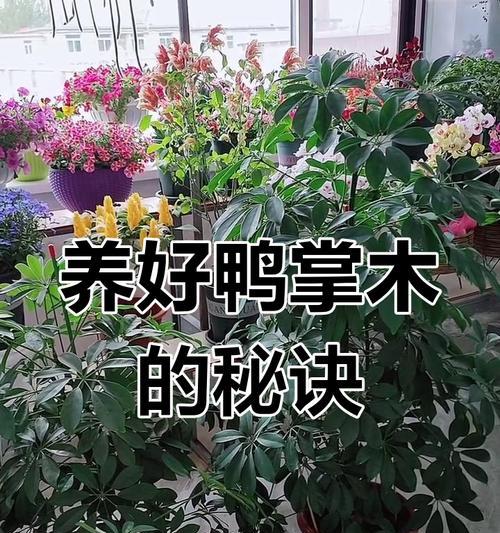 鸭掌木扦插的最佳时机和方法是什么？