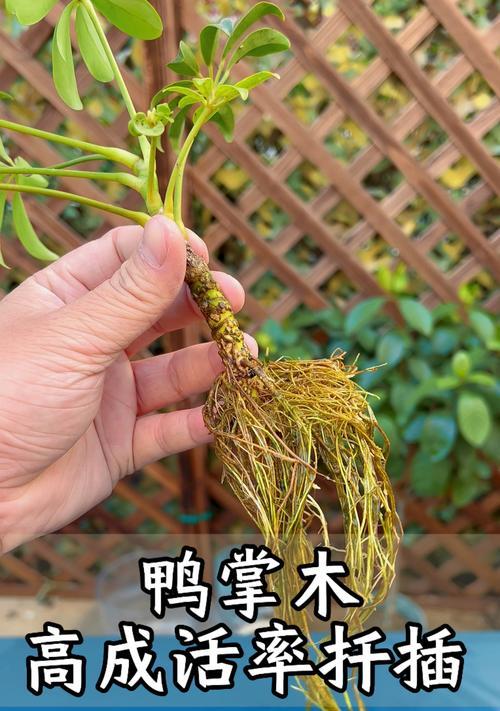 鸭掌木扦插的最佳时机和方法是什么？