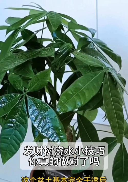 小发财树怎么浇水？找出正确的方法！