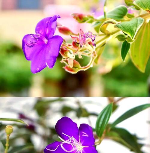 牡丹花浇水的正确方法和频率？