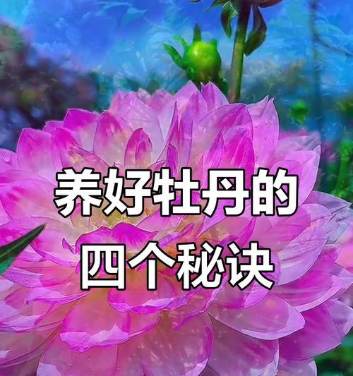 牡丹花浇水的正确方法和频率？