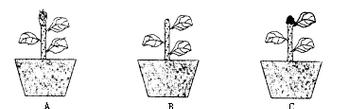 大和锦出侧芽的秘诀是什么？如何促进侧芽生长？
