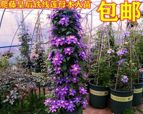 铁线莲种植需要哪种土壤？如何为铁线莲准备合适的生长环境？