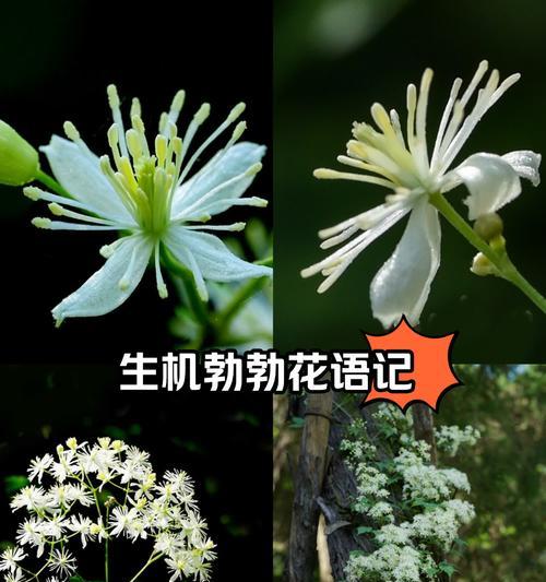 铁线莲种植需要哪种土壤？如何为铁线莲准备合适的生长环境？