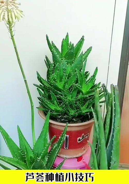 芦荟叶子插枝方法？如何用叶子繁殖新的芦荟？