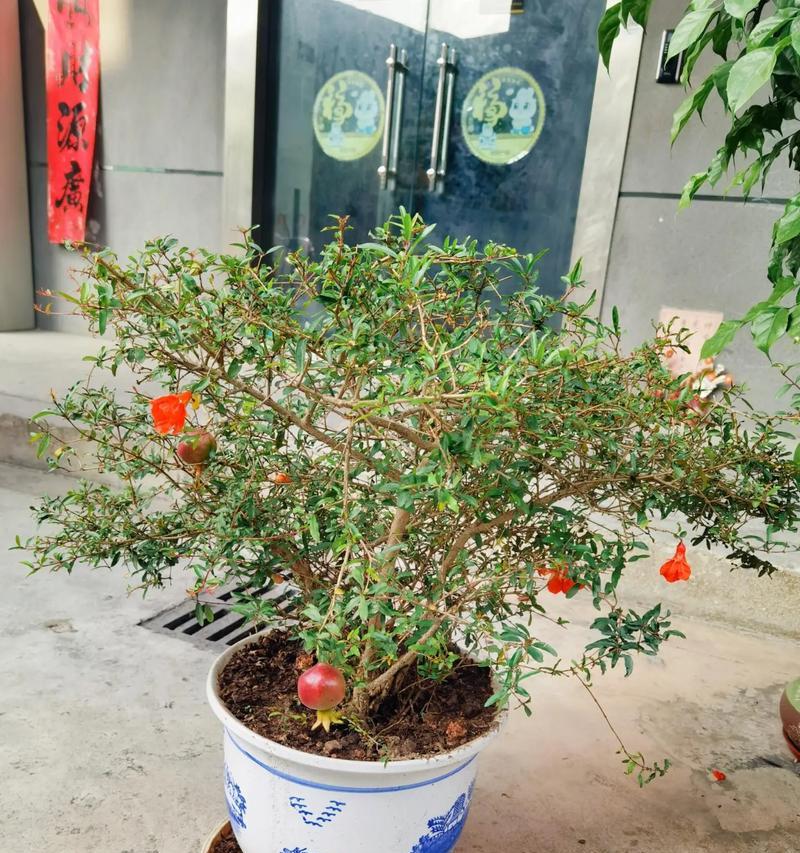 石榴树繁殖的正确方法是什么？如何保证繁殖成功？