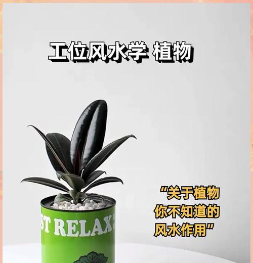 哪些室内植物具有空气净化功能？如何选择和养护这些植物？