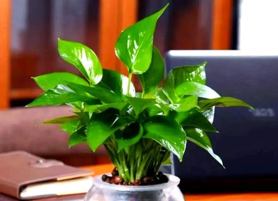 哪些室内植物具有空气净化功能？如何选择和养护这些植物？