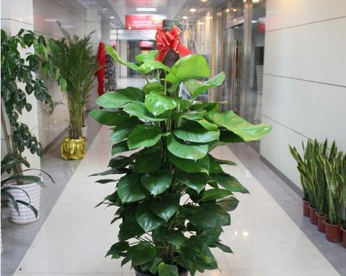 哪些室内植物具有空气净化功能？如何选择和养护这些植物？