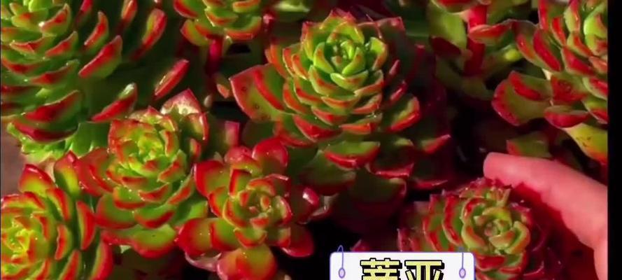 蒂亚繁殖方法是什么？如何确保蒂亚成功繁殖？