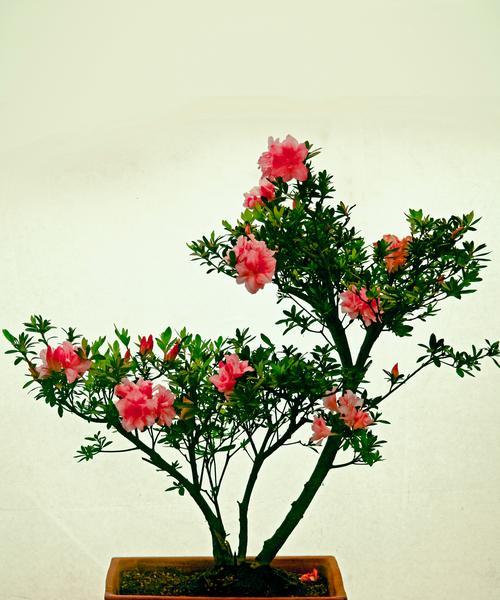 石榴花的种植步骤和注意事项？