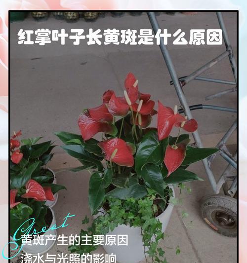 红掌叶子下垂怎么办？原因及解决方法是什么？