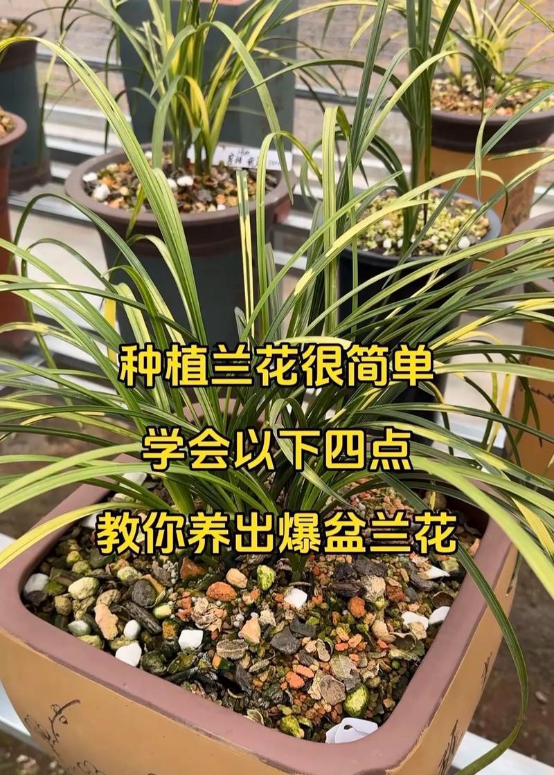 养兰花的怎么养？养兰花的养殖环境和浇水技巧是什么？