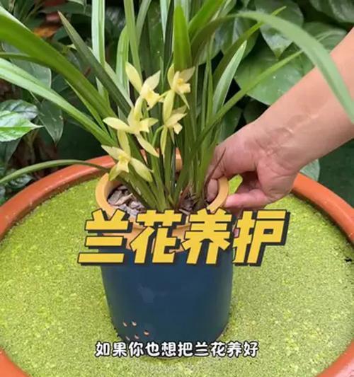 养兰花的怎么养？养兰花的养殖环境和浇水技巧是什么？