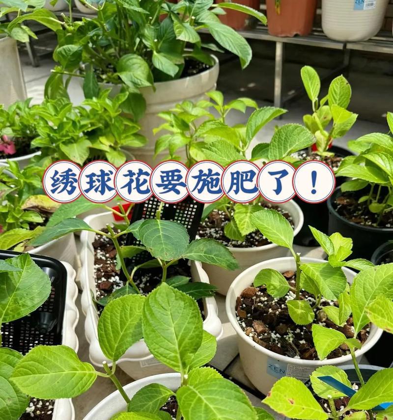 自制养花肥料的方法是什么？