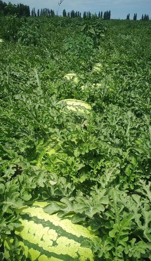 西瓜属于什么科的植物？西瓜的生长环境有哪些特点？