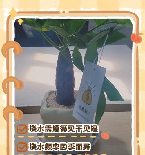 小发财树的正确浇水方法是什么？多久浇一次水？