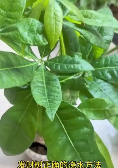 小发财树的正确浇水方法是什么？多久浇一次水？