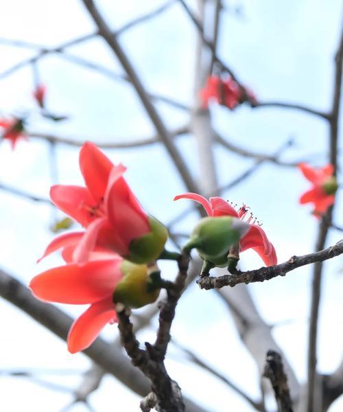 木棉树的花是什么颜色的？木棉的花期和颜色变化是怎样的？