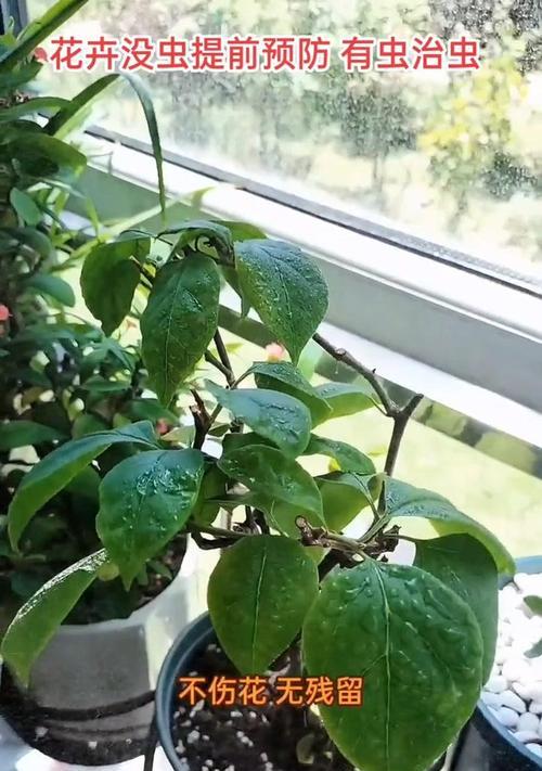 如何处理养花时出现的小黑飞问题？
