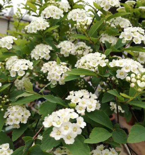 哪些花是夏天开放的？夏天养花的技巧是什么？