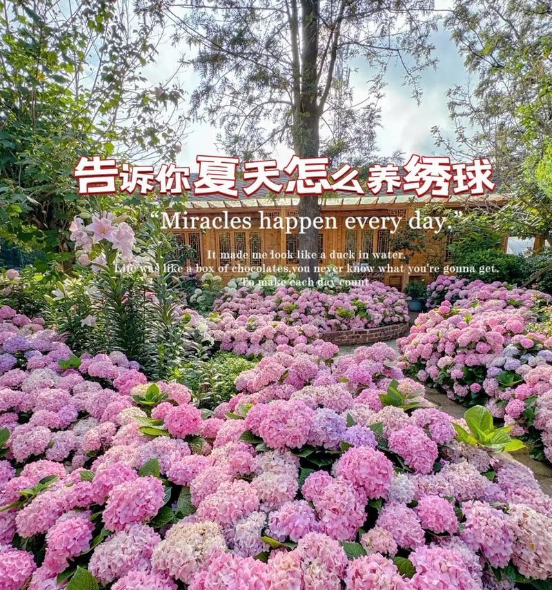 哪些花是夏天开放的？夏天养花的技巧是什么？