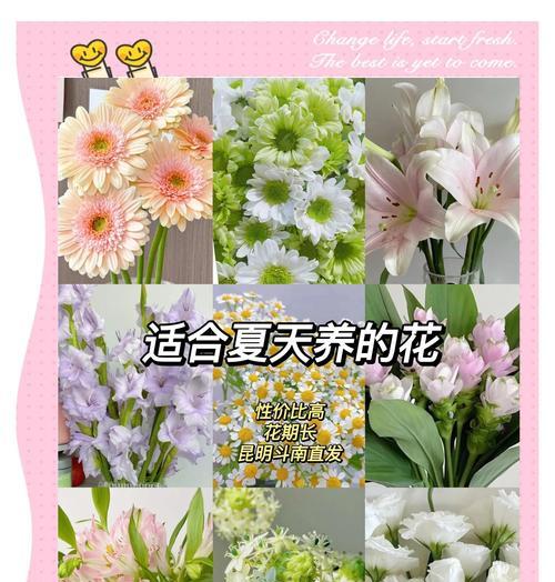 哪些花是夏天开放的？夏天养花的技巧是什么？