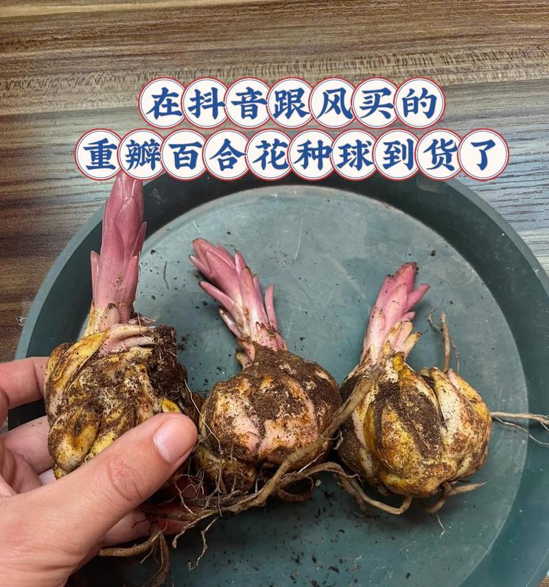 百合花球种植的正确方法和步骤是什么？