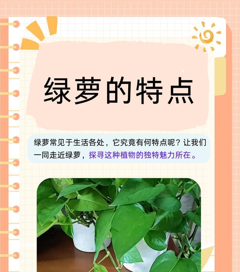 绿萝怎么养？培育绿萝的正确方法是什么？